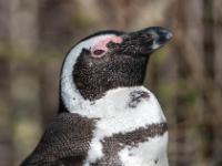 Brillenpinguin Porträt